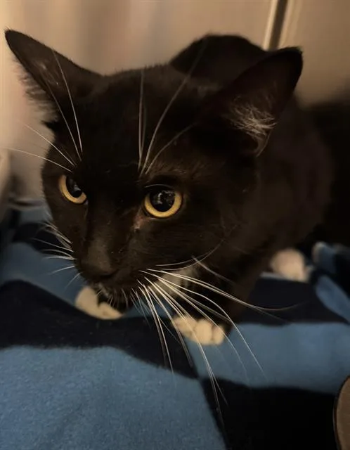 A young medium-sized male Domestic Short Hair cat named Cookie Dough for adoption in West Valley City, UT
