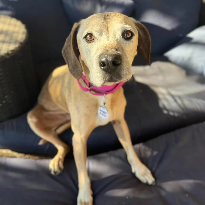A senior large-sized female Yellow / Tan / Blond / Fawn Rhodesian Ridgeback dog named Reggie Bucks for adoption in Ramona, CA
