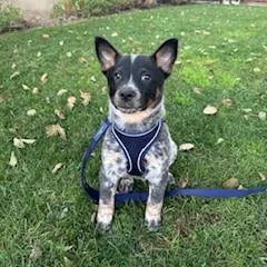 A young medium-sized male Cattle Dog dog named Sherlock for adoption in Los Angeles, CA
