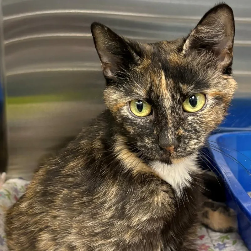 A young medium-sized female Tortoiseshell Domestic Short Hair cat named Niblet for adoption in East Hanover, NJ