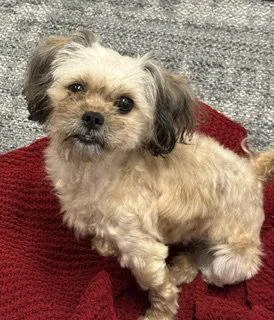 An adult medium-sized female Shih Tzu dog named Georgia {COMING SOON} for adoption in Nashville, TN