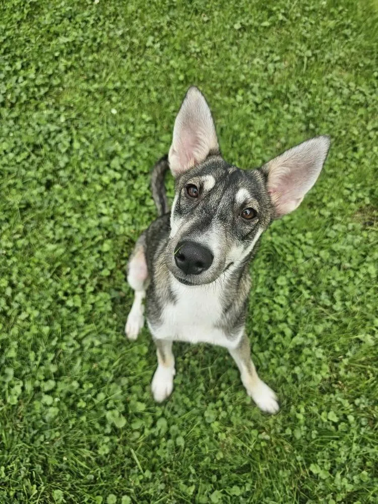 A baby small-sized female Husky dog named Snow for adoption in Amherst, NY