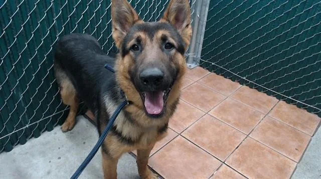 A young large-sized male German Shepherd Dog dog named Jerry for adoption in Downey, CA