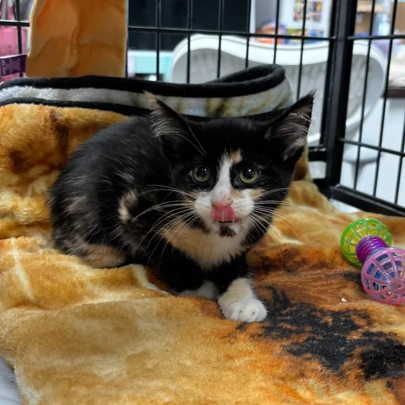 A young small-sized female Domestic Short Hair cat named Effie for adoption in Los Angeles, CA