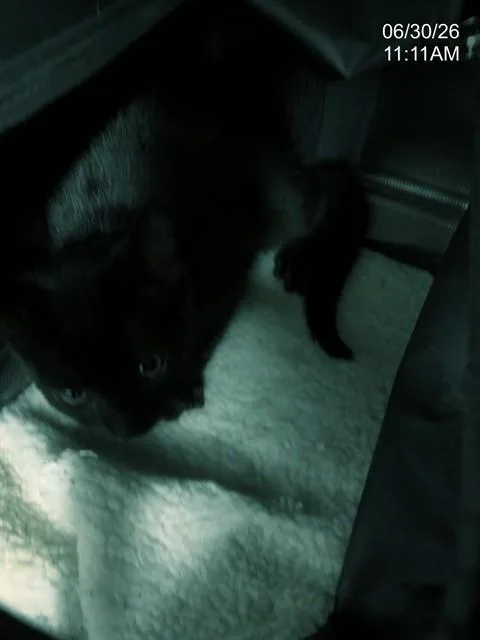 A baby small-sized male Domestic Short Hair cat named Soy Sauce for adoption in Augusta, GA