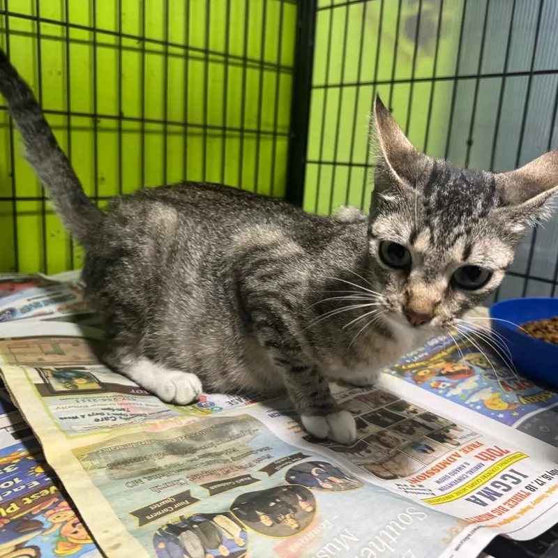 An adult small-sized male Black Domestic Short Hair cat named Firecracker for adoption in West Plains, MO
