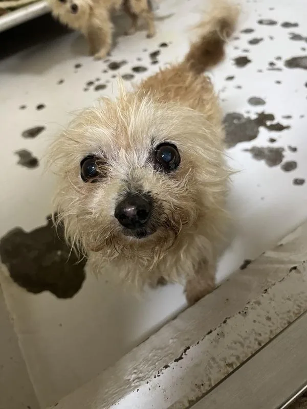 A senior small-sized male Chihuahua dog named Simon for adoption in Vancouver, WA