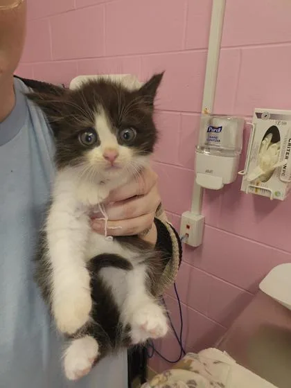 A young small-sized male Domestic Short Hair cat named Sunflower for adoption in Columbus, IN