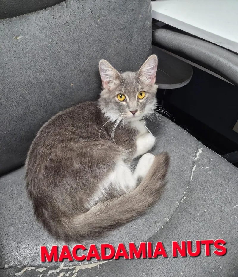 A baby medium-sized male Domestic Medium Hair cat named Macadamia Nuts for adoption in Rome, GA