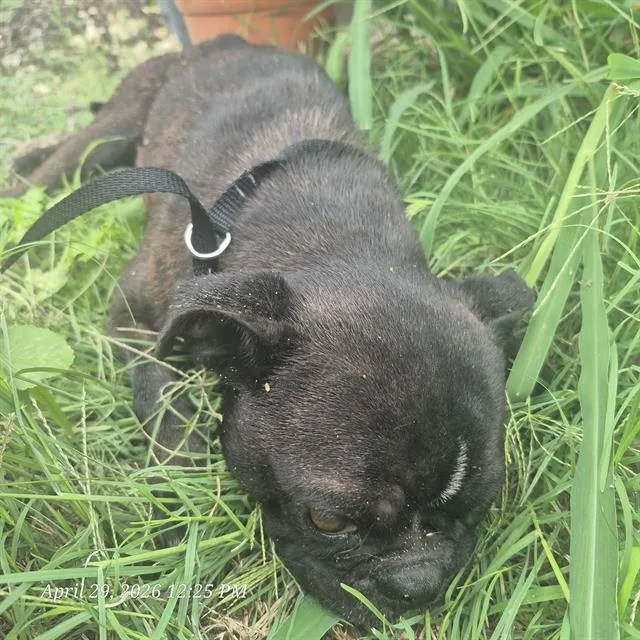 Tater Tot