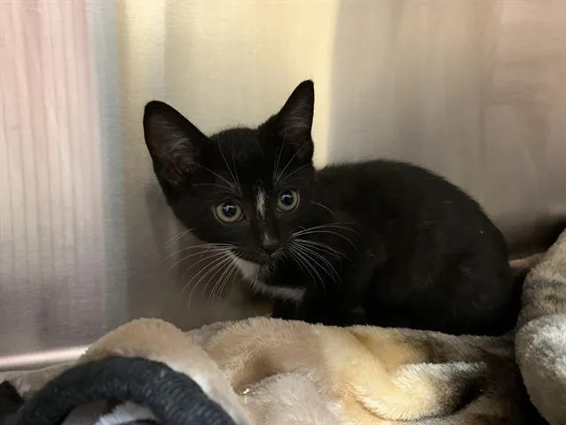 A baby small-sized female Domestic Short Hair cat named Leader for adoption in Grand Prairie, TX