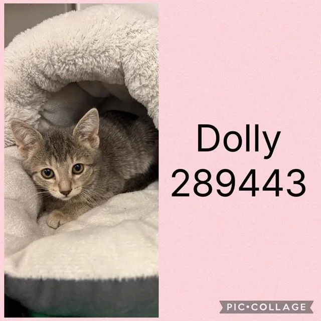 A baby small-sized female Domestic Short Hair cat named Dolly for adoption in Macon, GA