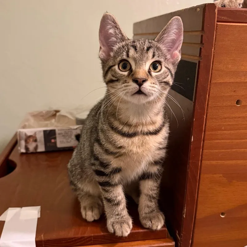 A baby small-sized male Brown / Chocolate Domestic Short Hair cat named Chad for adoption in Pittsburgh, PA