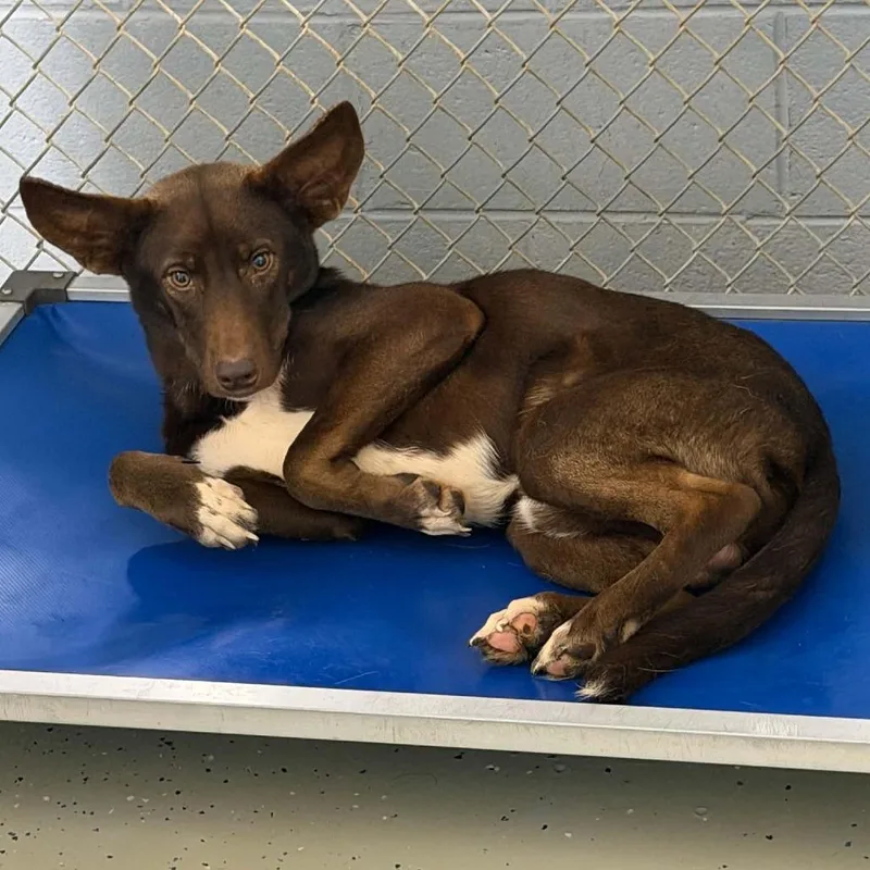 A young small-sized male Brown / Chocolate Labrador Retriever dog named Marshall for adoption in Marion, VA