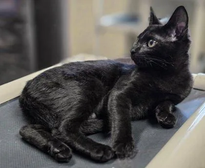A baby small-sized female Domestic Short Hair cat named Gigi for adoption in Bridgewater, NJ