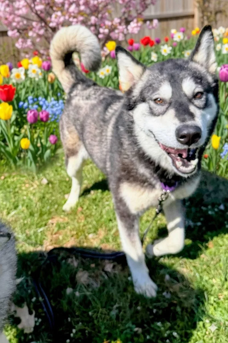 A young large-sized female Black Alaskan Malamute dog named Zena for adoption in Berryville, VA