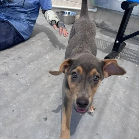 A baby medium-sized female Shepherd dog named Dos for adoption in Marion, NC