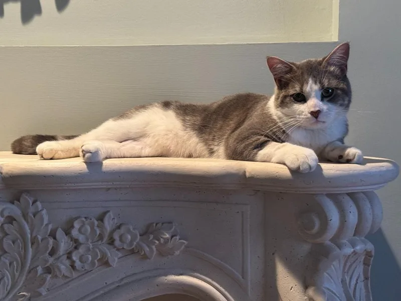 A young medium-sized male Domestic Short Hair cat named ChaloNo longer accepting apps for adoption in Minneapolis, MN