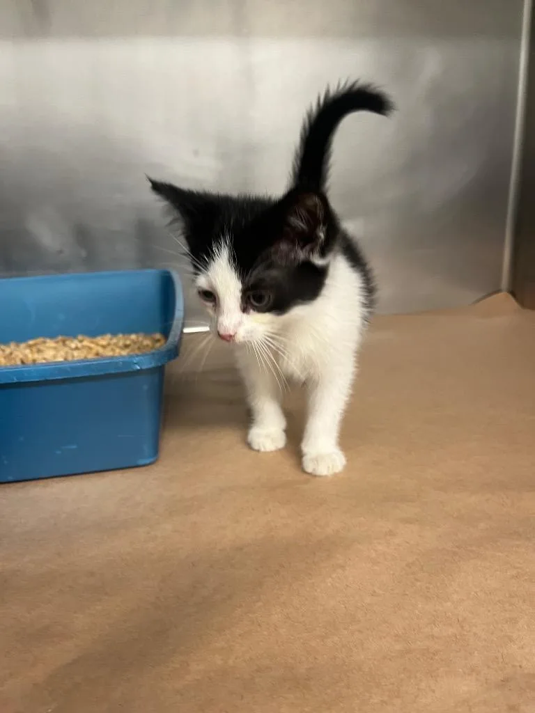 A baby large-sized female Domestic Short Hair cat named Clara for adoption in Cartersville , GA