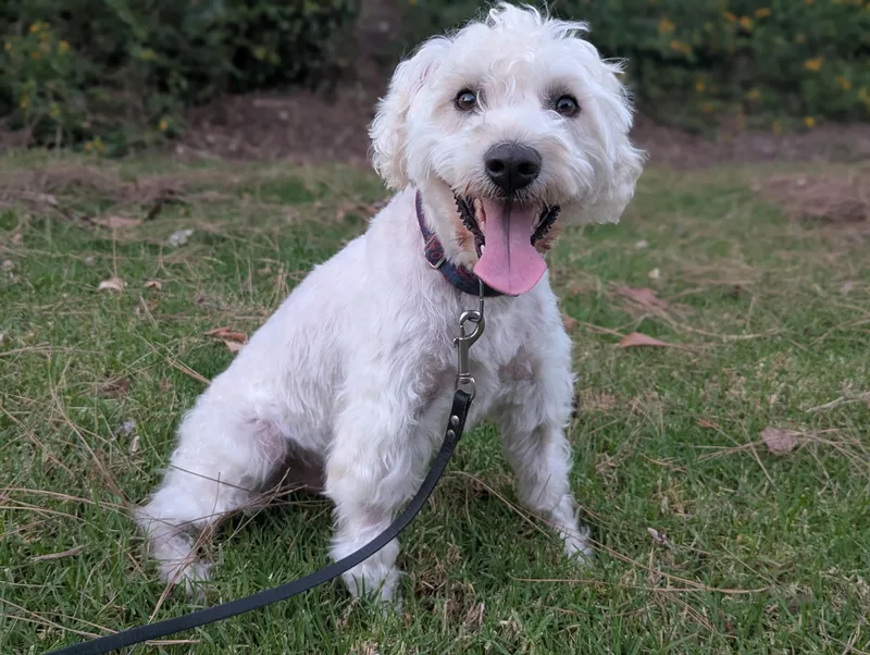 A young medium-sized male White / Cream Bichon Frise dog named Fritz for adoption in West Hollywood, CA