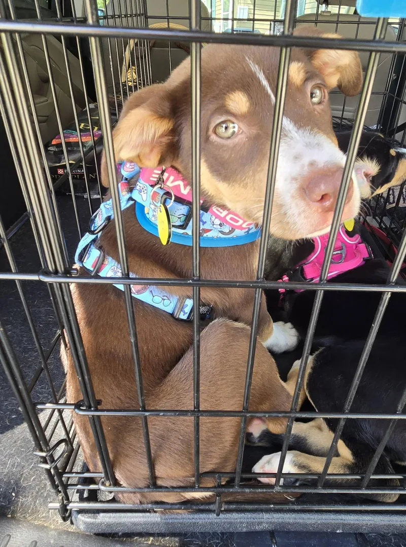 A baby large-sized female Brown / Chocolate Australian Shepherd dog named Yoko for adoption in North Olmsted, OH