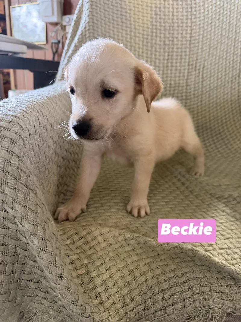 B Litter Beckie