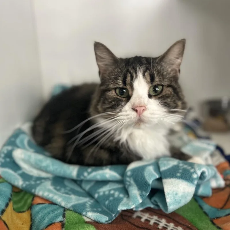 A senior small-sized female Gray / Blue / Silver Domestic Short Hair cat named Rue for adoption in Troy, IL