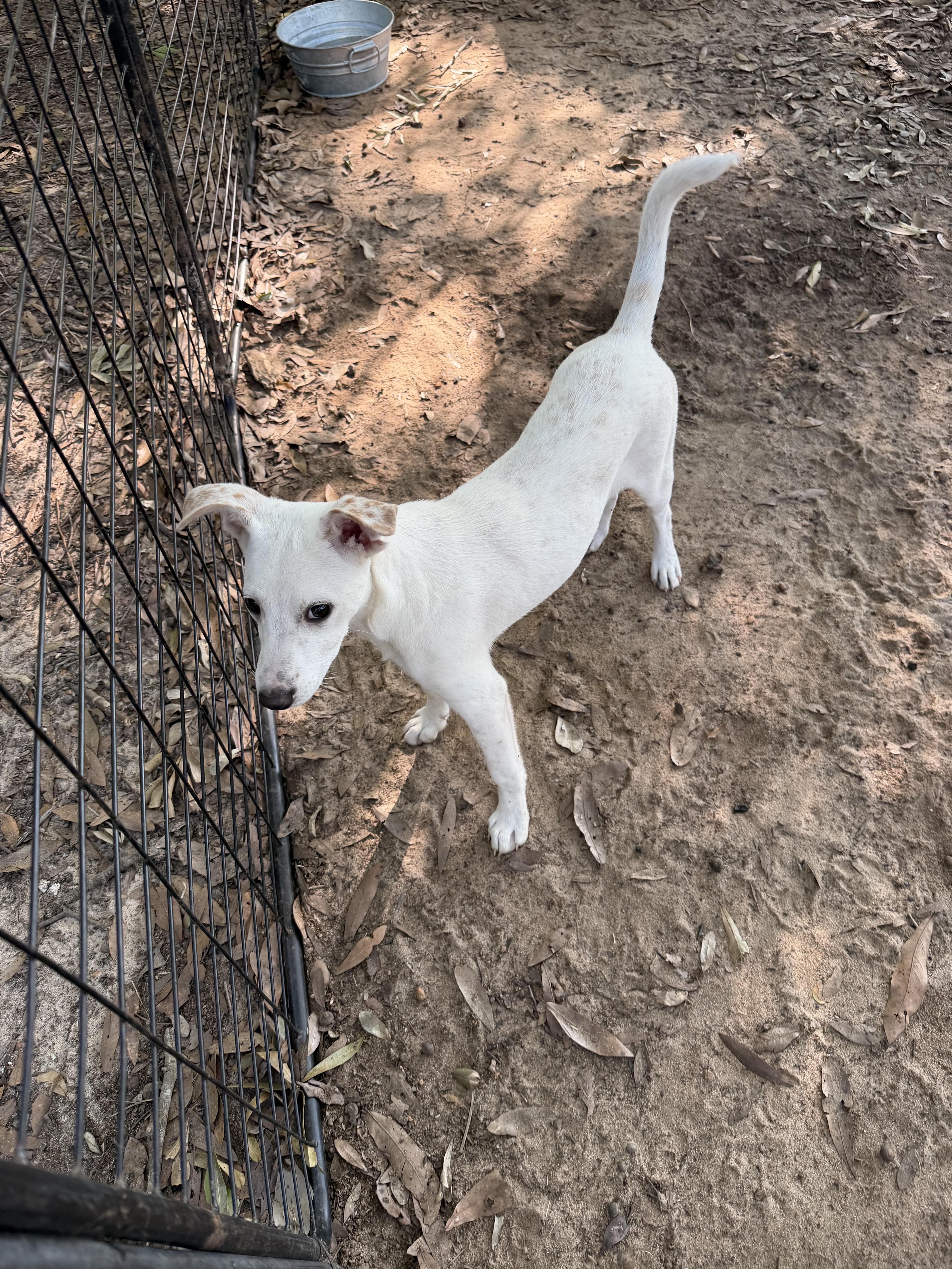 A baby small-sized female Apricot / Beige Jack Russell Terrier dog named Monroe for adoption in Semmes, AL