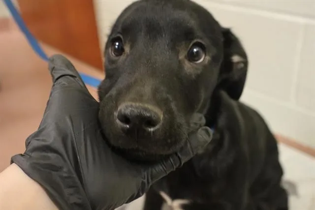 A baby small-sized female Mixed Breed dog named Koi for adoption in Columbia, SC