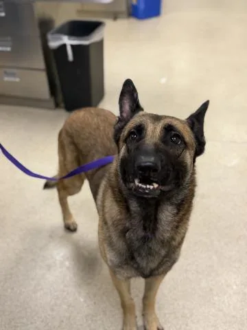 An adult large-sized male German Shepherd Dog dog named Tonka for adoption in Riverside, CA