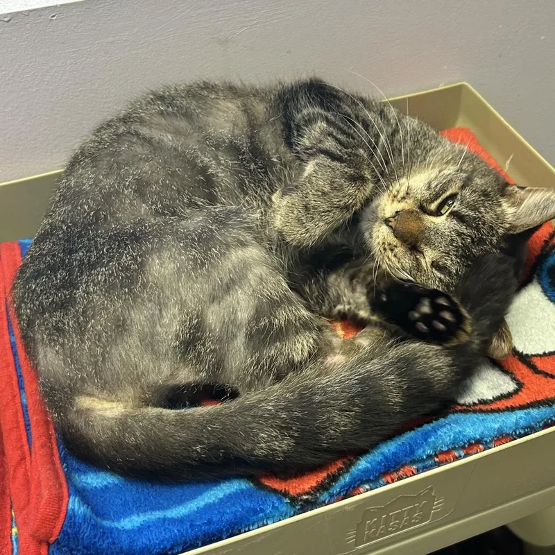 A senior medium-sized female Brown / Chocolate Domestic Short Hair cat named Gracie for adoption in Port Richey, FL