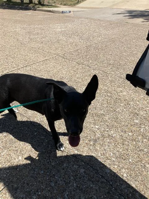 A young large-sized female Mixed Breed dog named Ella for adoption in Dallas, TX