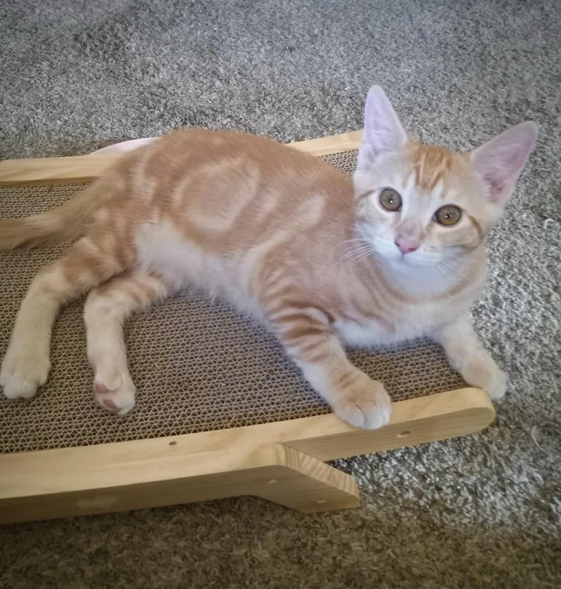 A baby medium-sized male Orange & White Domestic Short Hair cat named Sakkath for adoption in tucson, AZ