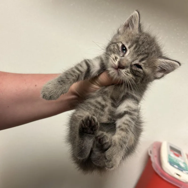 A baby small-sized female Gray / Blue / Silver Domestic Short Hair cat named Possum for adoption in Ottawa, KS