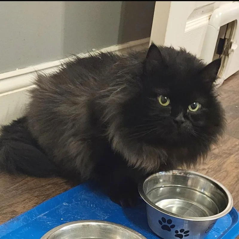 A senior extra large-sized female Black Domestic Long Hair cat named Luna for adoption in York, PA