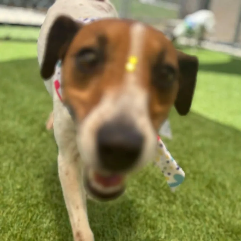 An adult small-sized female Rat Terrier dog named Moana for adoption in Humacao, PR