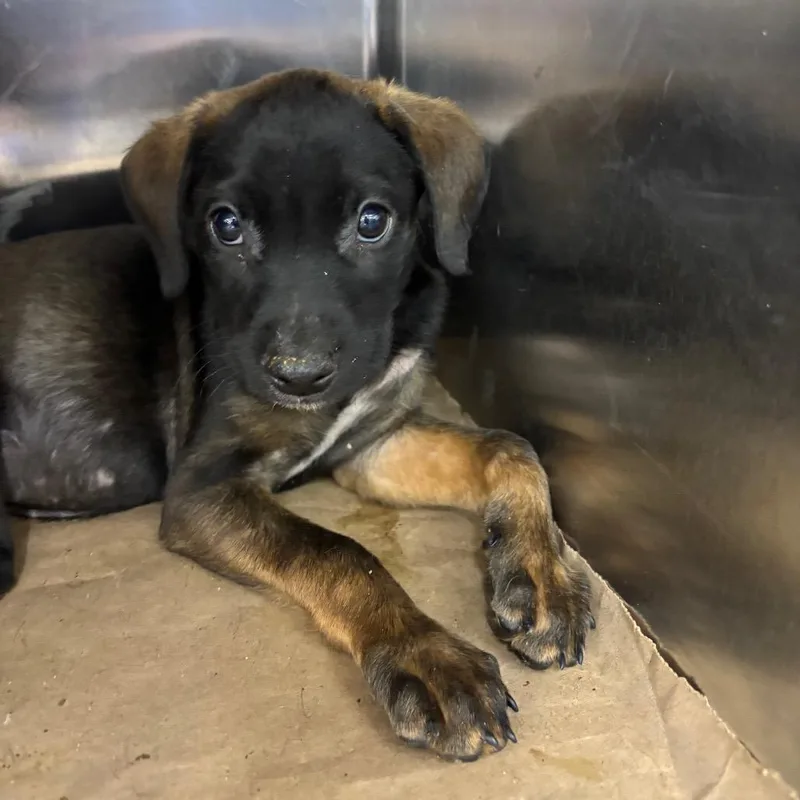A baby small-sized male Black Mixed Breed dog named Jig for adoption in Parrish, AL