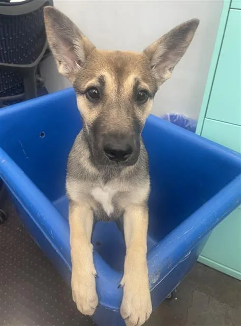 A baby medium-sized female Mixed Breed dog named Nyla for adoption in Dallas, TX