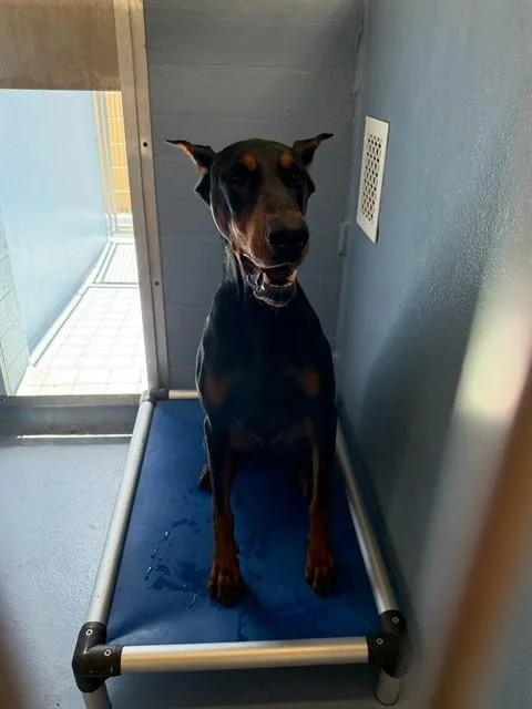 An adult medium-sized male Doberman Pinscher dog named Duke for adoption in Downey, CA