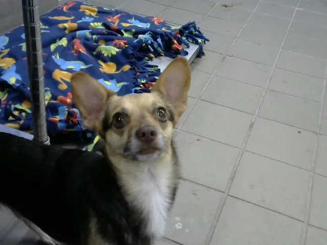 An adult medium-sized male Chihuahua dog named Dooby for adoption in Albuquerque, NM