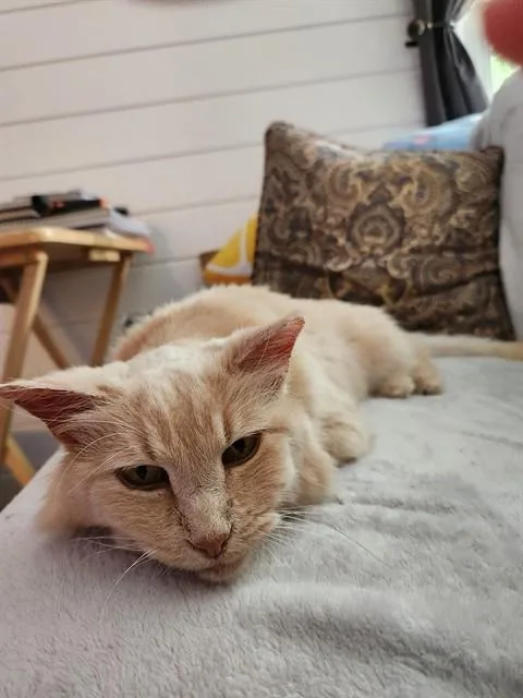 An adult medium-sized female Domestic Medium Hair cat named Marla for adoption in Louisville, KY