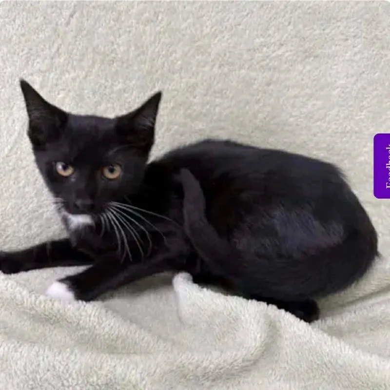 A baby small-sized female Black Domestic Short Hair cat named Rumi Meet me at for adoption in Buffalo, MN