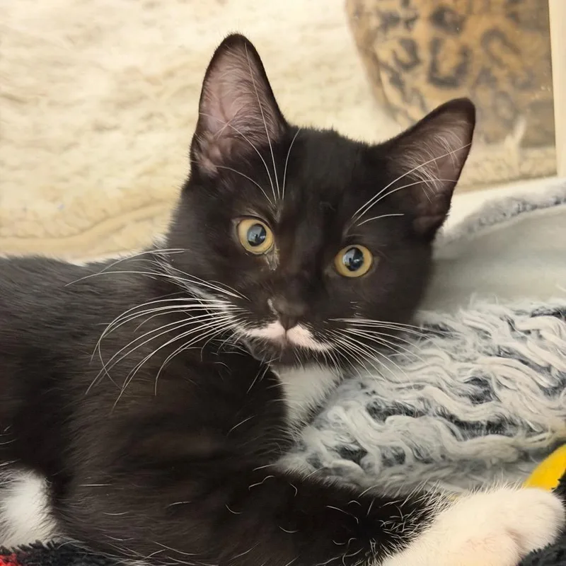 A baby small-sized male Black Domestic Short Hair cat named Albie for adoption in Hampton Bays, NY
