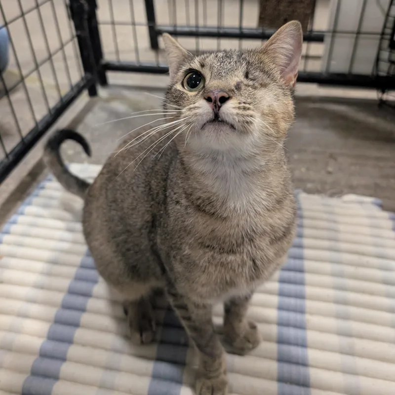 An adult medium-sized female Domestic Short Hair cat named Faye for adoption in Columbus, OH