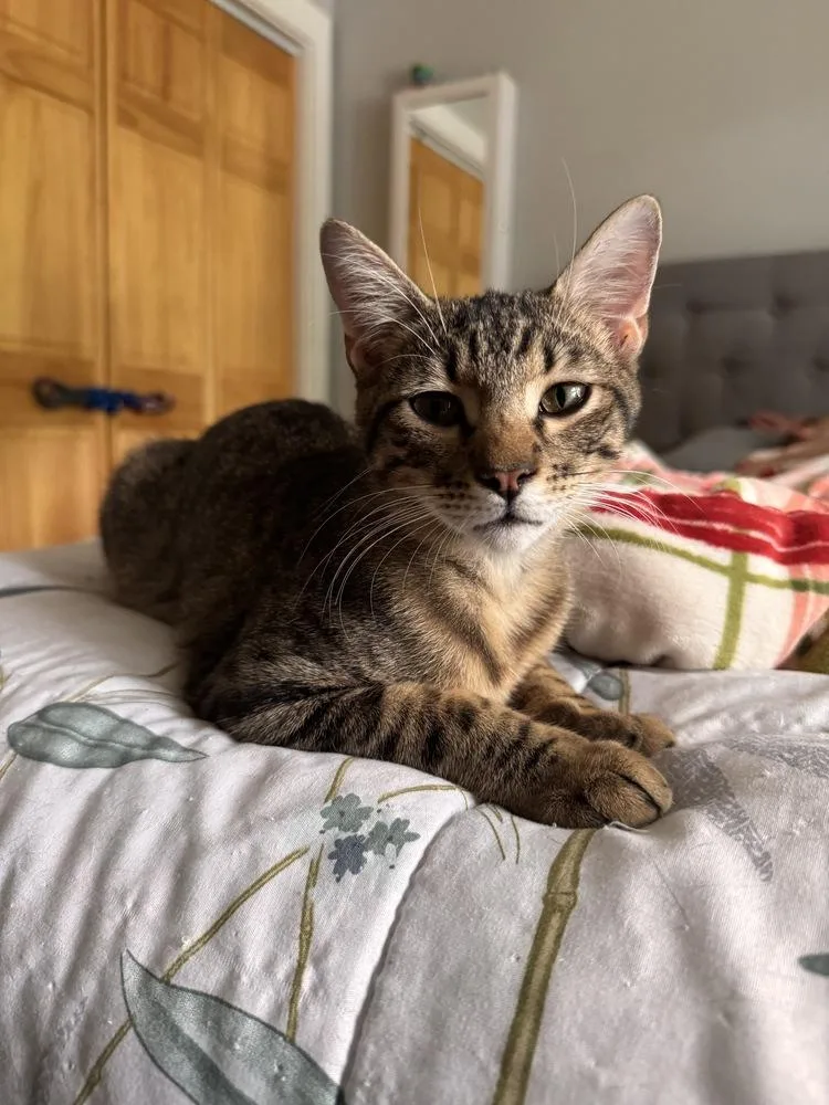 A young small-sized male Tabby (Brown / Chocolate) American Shorthair cat named Pirate for adoption in New Bedford, MA