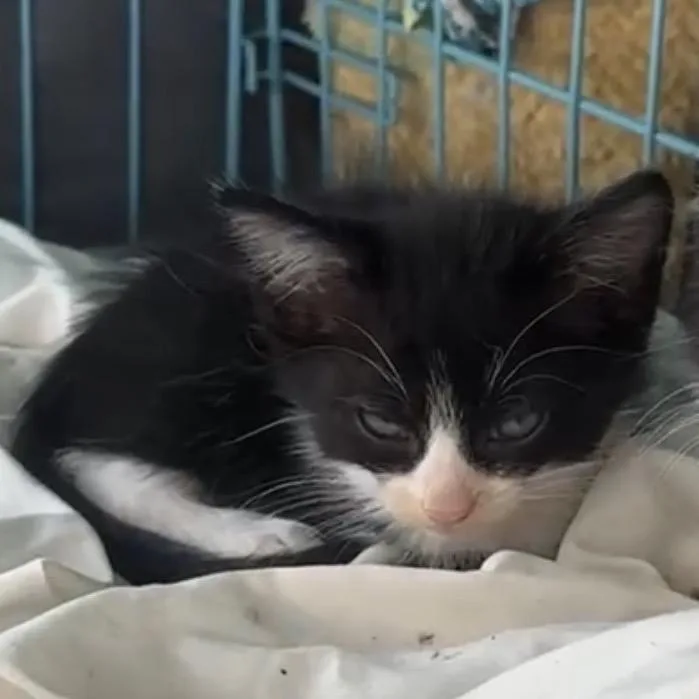 A baby small-sized male Black Domestic Medium Hair cat named Joey A for adoption in SANTA ROSA BEACH, FL