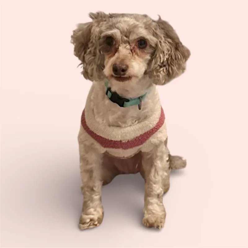 A young medium-sized female White / Cream Poodle (Toy) dog named Tiffany for adoption in Hillsborough, NJ