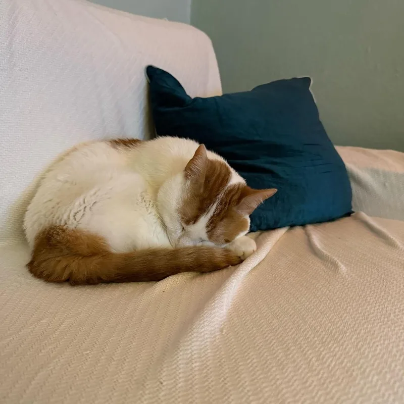 Christmas thumbnail 2