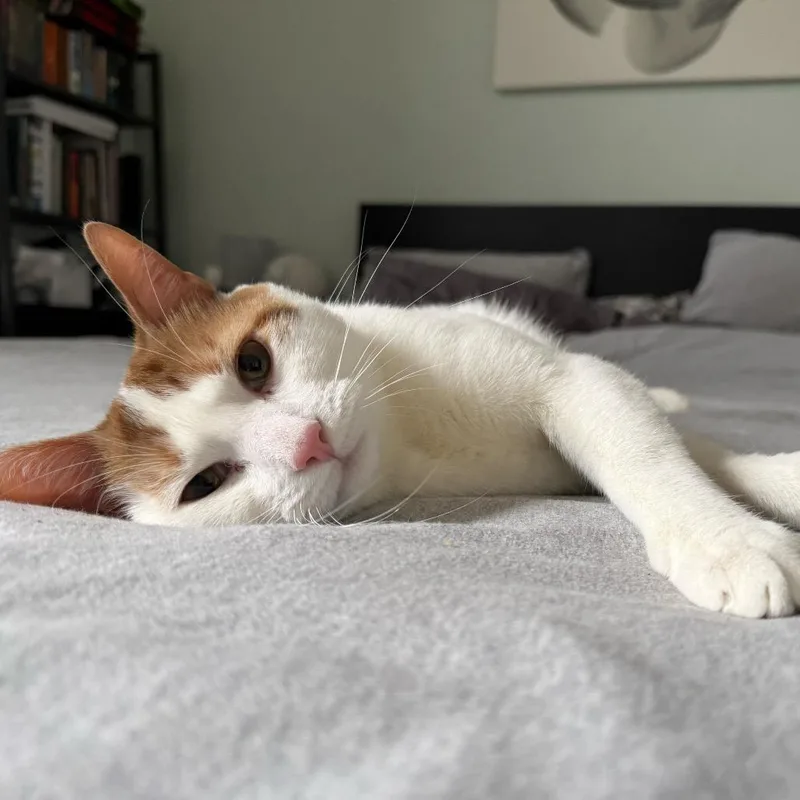 Christmas thumbnail 4