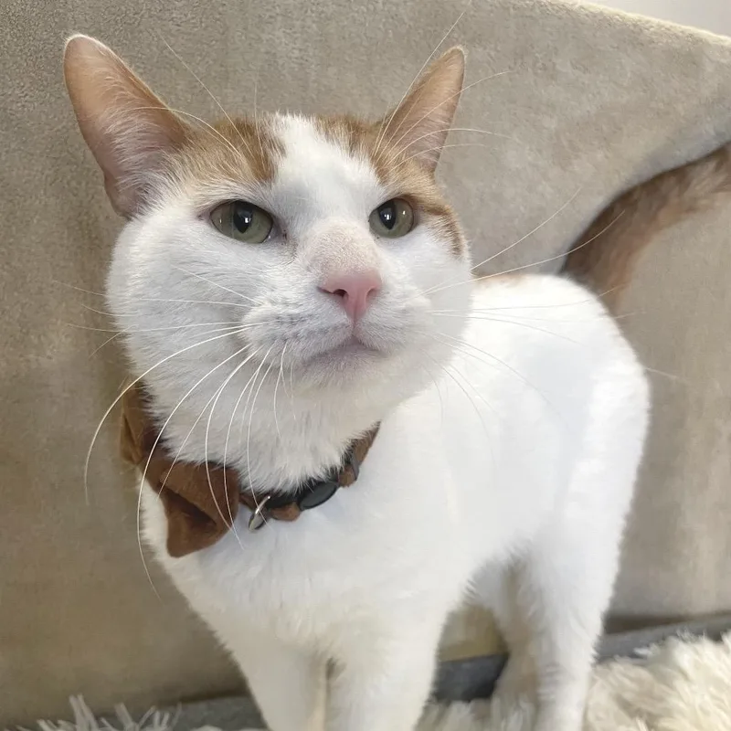 Christmas thumbnail 5